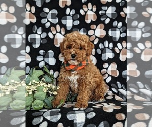 Poodle (Toy) Puppy for sale in QUARRYVILLE, PA, USA