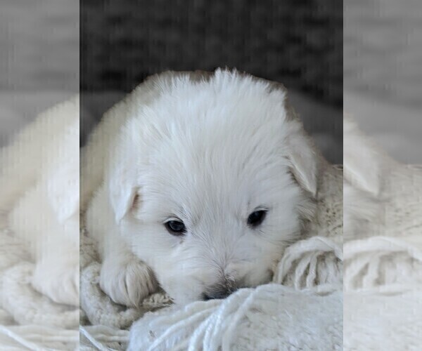 Medium Photo #3 Great Pyrenees Puppy For Sale in FALCON, CO, USA