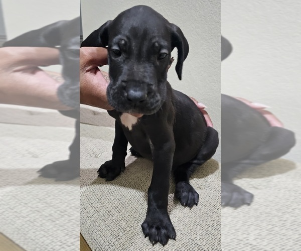 Medium Photo #2 Great Dane Puppy For Sale in FORNEY, TX, USA
