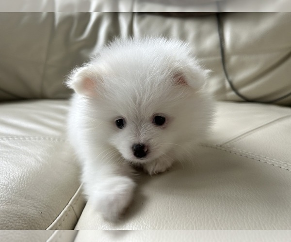 Medium Photo #11 Pomeranian Puppy For Sale in DES MOINES, WA, USA
