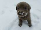 Small Photo #4 Labrador Retriever Puppy For Sale in CENTRAL CITY, PA, USA