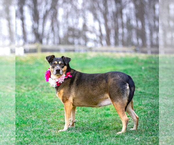 Medium Photo #2 Mutt Puppy For Sale in Unionville, PA, USA