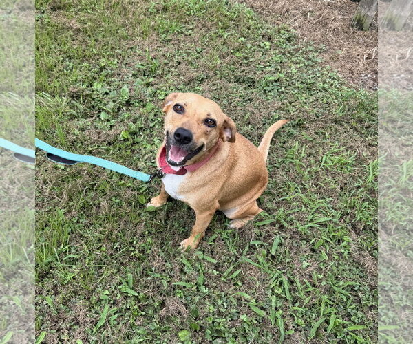 Medium Photo #2 Boxador Puppy For Sale in Southbury, CT, USA