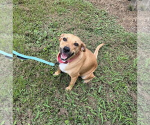 Peaches ~ meet me! - Female Boxador Dog for Adoption - Photo #2