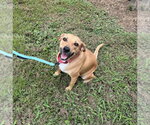Small Photo #2 Boxador Puppy For Sale in Southbury, CT, USA