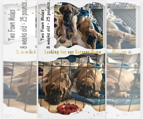 Medium Photo #8 Great Dane Puppy For Sale in NEDERLAND, TX, USA