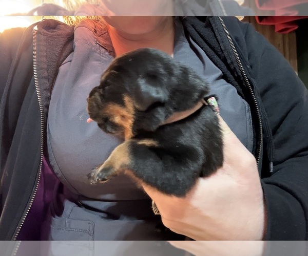 Medium Photo #4 Rottweiler Puppy For Sale in GREEN SPRINGS, OH, USA