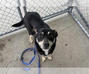 Chihuahua Dogs for adoption in Bakersfield, CA, USA