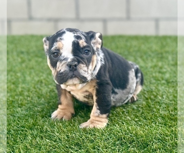 Medium Photo #17 English Bulldog Puppy For Sale in STUDIO CITY, CA, USA