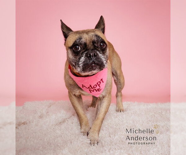 Medium Photo #1 French Bulldog Puppy For Sale in Corona, CA, USA