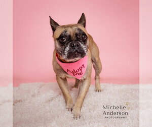 French Bulldog Dogs for adoption in Corona, CA, USA