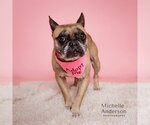 A165822 - Female French Bulldog Dog for Adoption - Small photo