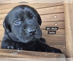 Puppy Black BlC Labrador Retriever
