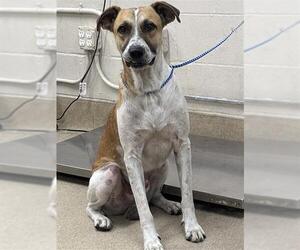 Anatolian Shepherd-Unknown Mix Dogs for adoption in Grand Prairie, TX, USA