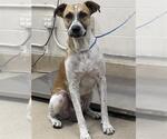 Small Anatolian Shepherd Mix