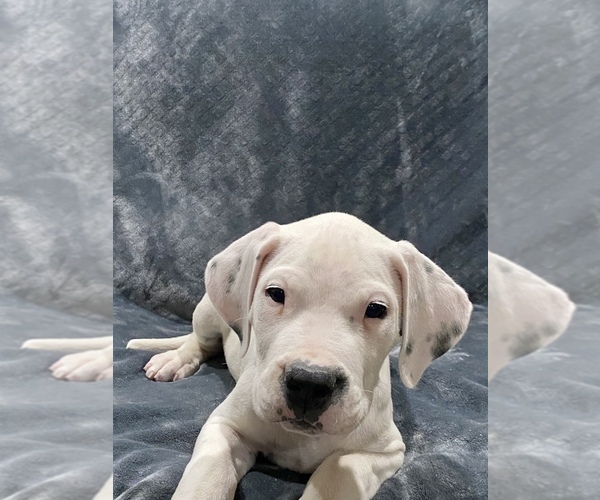 Medium Photo #23 Dogo Argentino Puppy For Sale in SAN ANTONIO, TX, USA