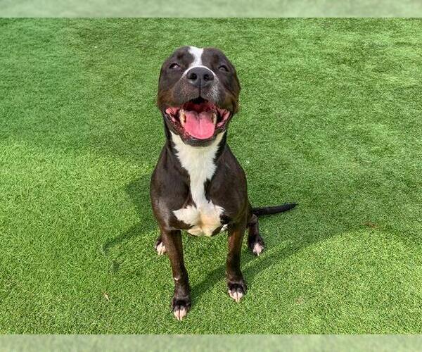 Medium Photo #3 Mutt Puppy For Sale in Orange, CA, USA