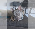Small #3 French Bulldog