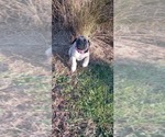 Small #49 Mastiff