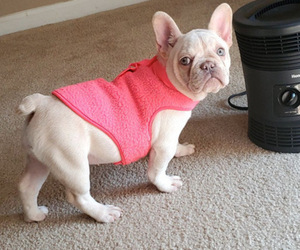 French Bulldog Puppy for sale in ELK GROVE, CA, USA