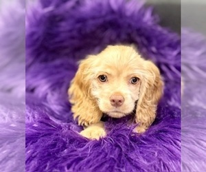 Cocker Spaniel Puppy for sale in RIPLEY, MS, USA
