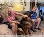 Small #3 German Shepherd Dog