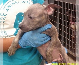 Mutt Dogs for adoption in Oklahoma City, OK, USA