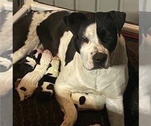 Mother of the American Bulldog puppies born on 05/15/2022