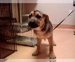 Mutt Dogs for adoption in Martinez, CA, USA