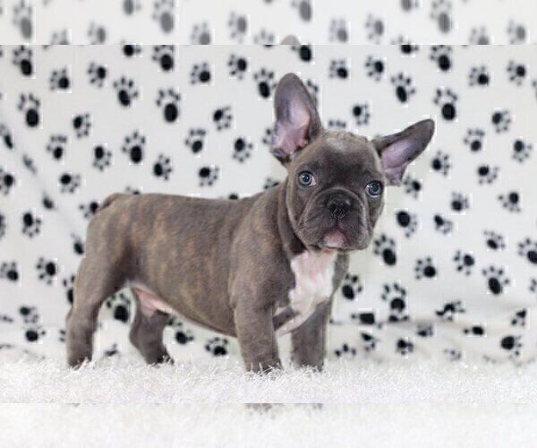 Medium Photo #1 French Bulldog Puppy For Sale in SHORT HILLS, NJ, USA