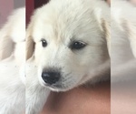 Small Photo #3 Akbash Dog-Great Pyrenees Mix Puppy For Sale in EL DORADO, KS, USA