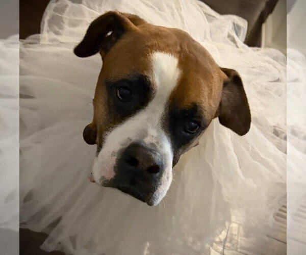 Medium Photo #2 Boxer Puppy For Sale in Austin, TX, USA