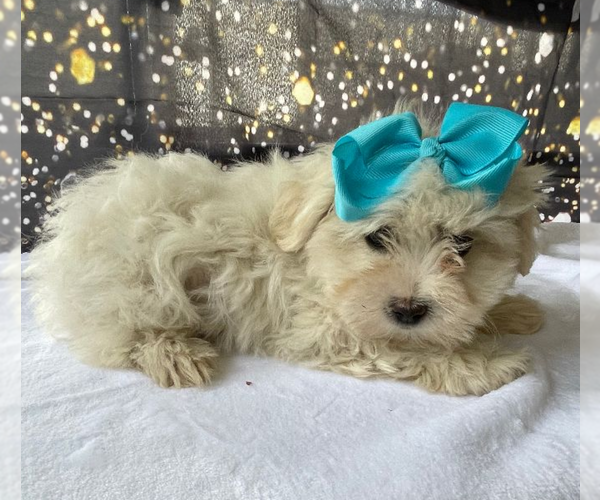 Medium Photo #2 Maltese Puppy For Sale in LANCASTER, PA, USA