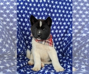 Akita Puppy for sale in AIRVILLE, PA, USA