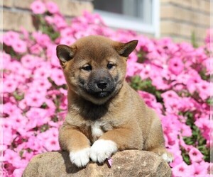 Shiba Inu Puppy for sale in FREDERICKSBG, OH, USA