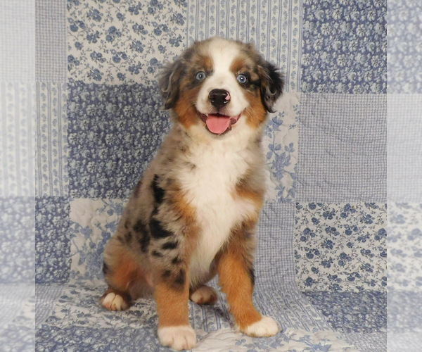 Medium Photo #12 Miniature Australian Shepherd Puppy For Sale in HARRISON, OH, USA