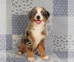 Small #11 Miniature Australian Shepherd