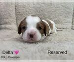 Puppy Delta Cavalier King Charles Spaniel