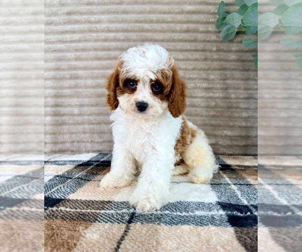 Medium Photo #2 Cavapoo (Miniature) Puppy For Sale in GREENFIELD, IN, USA