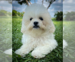 Puppy Lola Zuchon