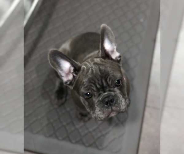 Medium Photo #5 French Bulldog Puppy For Sale in STOCKTON, CA, USA