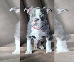 Boston Terrier Puppy for sale in SANFORD, NC, USA