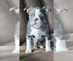 Small Boston Terrier