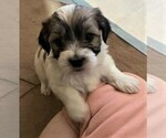 Small Photo #5 Coton de Tulear Puppy For Sale in HUNTINGTN BCH, CA, USA