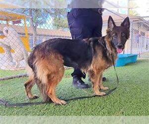 German Shepherd Dog Dogs for adoption in Downey, CA, USA