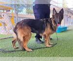 Small German Shepherd Dog