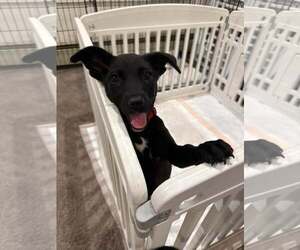 Mutt Dogs for adoption in Woodbury, NY, USA