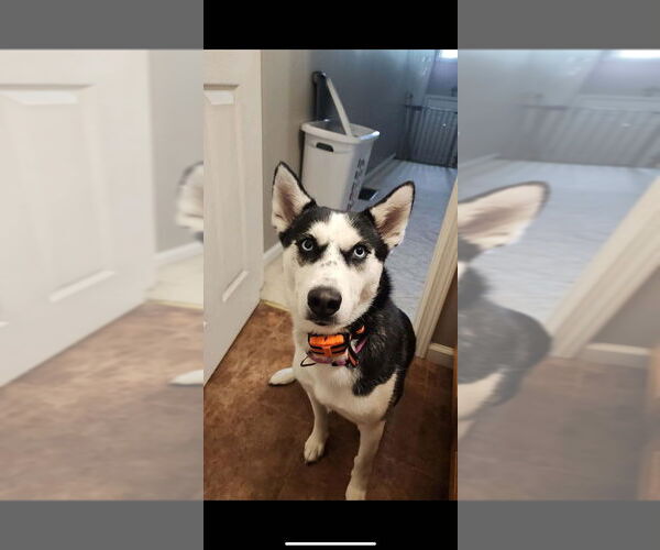 Medium Photo #1 Siberian Husky Puppy For Sale in Aurora, IN, USA