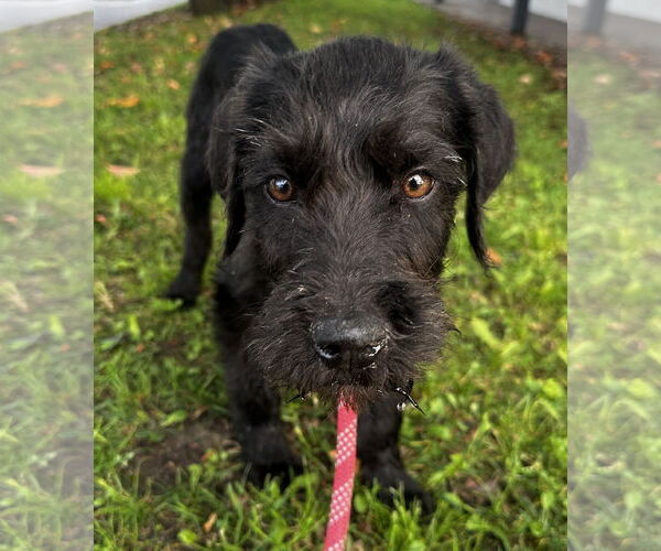 Medium Photo #3 Wirehaired lab Puppy For Sale in Newport Beach, CA, USA
