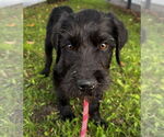 Small #2 Wirehaired lab